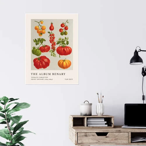 The Album Benary - Tomato Varieties Ernst Benary Plakat 30 X 40 Cm Billedramme - Billede 4