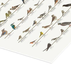 European Garden Birds Iris Luckhaus Plakat 30 X 40 Cm Billedramme -POSTERLOUNGE Salg 748203 poster empCorner l