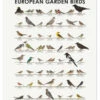 European Garden Birds Iris Luckhaus Plakat 30 X 40 Cm Billedramme -POSTERLOUNGE Salg 748203 poster l