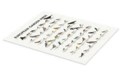 European Garden Birds Iris Luckhaus Plakat 30 X 40 Cm Billedramme -POSTERLOUNGE Salg 748203 poster pds l