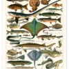 Sea Life, 1905 (french) Adolphe Millot Plakat 30 X 40 Cm Billedramme -POSTERLOUNGE Salg 748348 poster l
