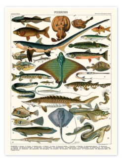 Sea Life, 1905 (french) Adolphe Millot Plakat 30 X 40 Cm Billedramme