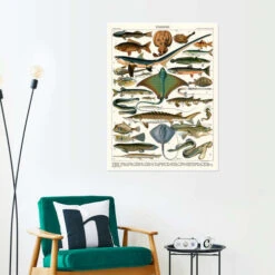 Sea Life, 1905 (french) Adolphe Millot Plakat 30 X 40 Cm Billedramme -POSTERLOUNGE Salg 748348 poster room illustrations l