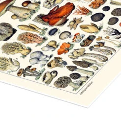 Mushrooms, 1923 Adolphe Millot Plakat 30 X 40 Cm Billedramme -POSTERLOUNGE Salg 748351 poster empCorner l