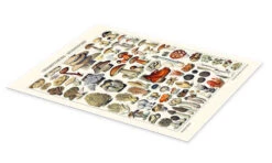 Mushrooms, 1923 Adolphe Millot Plakat 30 X 40 Cm Billedramme -POSTERLOUNGE Salg 748351 poster pds l