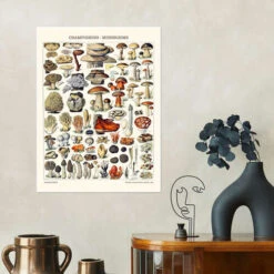 Mushrooms, 1923 Adolphe Millot Plakat 30 X 40 Cm Billedramme -POSTERLOUNGE Salg 748351 poster room illustrations l