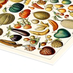 Illustration Of Fruits, 1923 Adolphe Millot Plakat 30 X 40 Cm Billedramme -POSTERLOUNGE Salg 748454 poster empCorner l