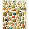 Illustration Of Fruits, 1923 Adolphe Millot Plakat 30 X 40 Cm Billedramme -POSTERLOUNGE Salg 748454 poster l