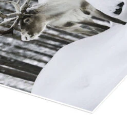 Reindeer In The Snowy Forest Articstudios Plakat 30 X 40 Cm Billedramme -POSTERLOUNGE Salg 750226 poster empCorner l