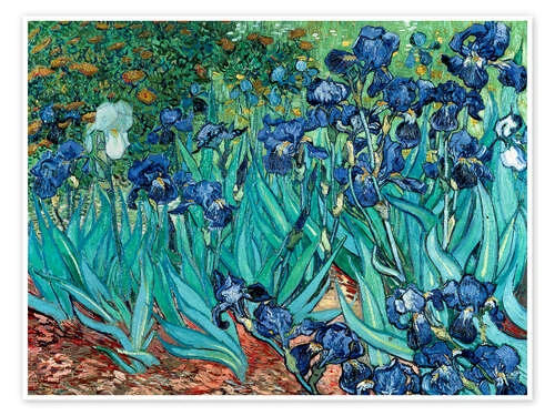 Irises, 1889 Vincent Van Gogh Plakat 40 X 30 Cm Billedramme 3 Irises, 1889 Vincent Van Gogh Plakat 40 X 30 Cm Billedramme