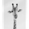 Giraffe II Animal Kids Collection Akrylbillede 20 X 30 Cm Billedramme -POSTERLOUNGE Salg 751661 acrylic glass l