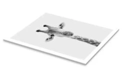 Giraffe II Animal Kids Collection Akrylbillede 20 X 30 Cm Billedramme -POSTERLOUNGE Salg 751661 acrylic glass pds l