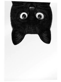 Black Cat III Valeriya Korenkova Akrylbillede 20 X 30 Cm Billedramme