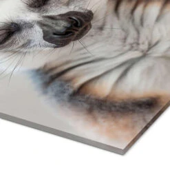 Lemur Zen Atelier Aida Akrylbillede 20 X 30 Cm Billedramme -POSTERLOUNGE Salg 763601 acrylic glass empCorner l